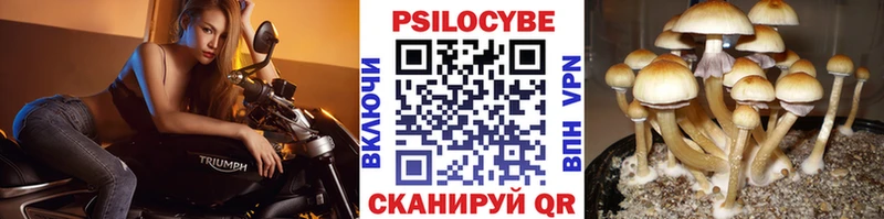 Галлюциногенные грибы Psilocybe  Сясьстрой 